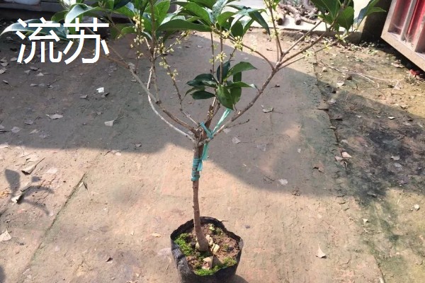 桂花嫁接用哪些树桩，可以选择大叶女贞、冬青等