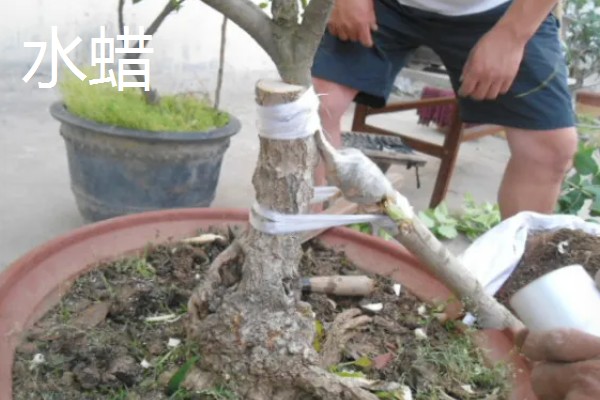 桂花嫁接用哪些树桩，可以选择大叶女贞、冬青等