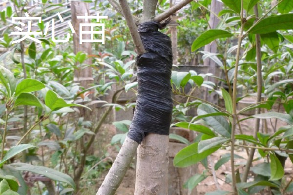 桂花嫁接用哪些树桩，可以选择大叶女贞、冬青等
