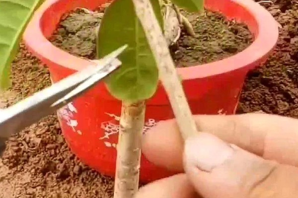 桂花嫁接用哪些树桩，可以选择大叶女贞、冬青等