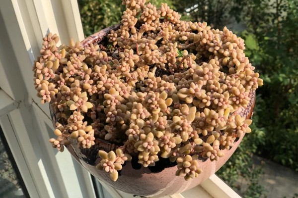 姬秋丽多肉的养殖方法,冬季每隔10-15天浇一次水