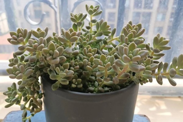 姬秋丽多肉的养殖方法,冬季每隔10-15天浇一次水