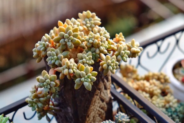 姬秋丽多肉的养殖方法,冬季每隔10-15天浇一次水