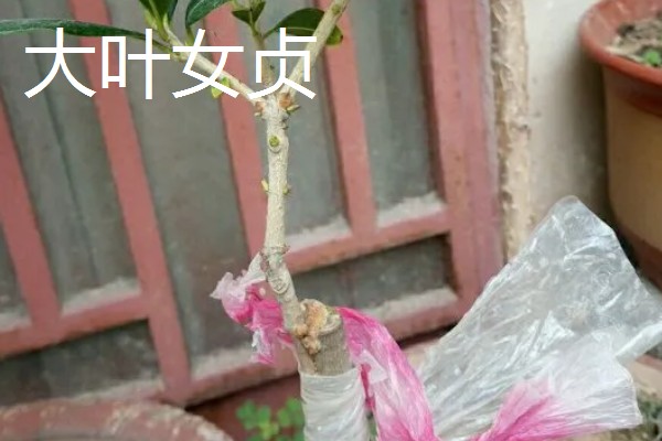 桂花嫁接用哪些树桩，可以选择大叶女贞、冬青等