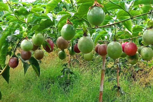 百香果树是不是蜜源植物，可以为蜜蜂提供大量的花蜜和花粉