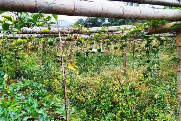 百香果树是不是蜜源植物，可以为蜜蜂提供大量的花蜜和花粉