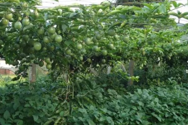 百香果树是不是蜜源植物，可以为蜜蜂提供大量的花蜜和花粉