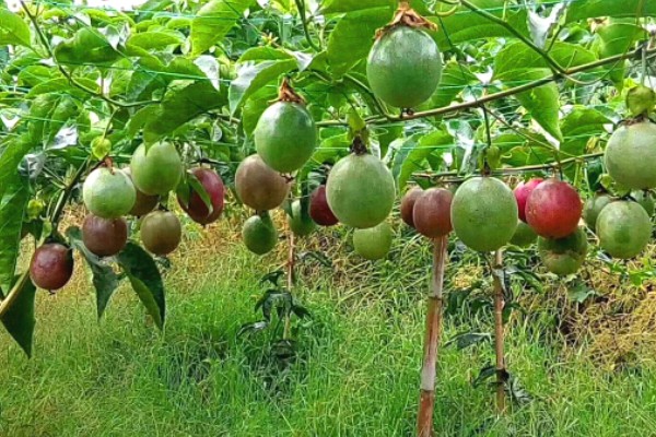 百香果树是不是蜜源植物，可以为蜜蜂提供大量的花蜜和花粉