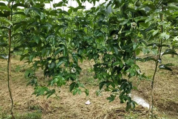 百香果树是不是蜜源植物，可以为蜜蜂提供大量的花蜜和花粉