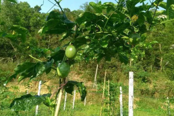 百香果树是不是蜜源植物，可以为蜜蜂提供大量的花蜜和花粉