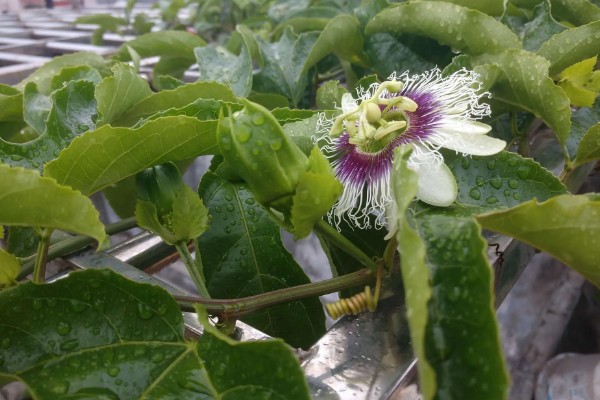 百香果树是不是蜜源植物，可以为蜜蜂提供大量的花蜜和花粉