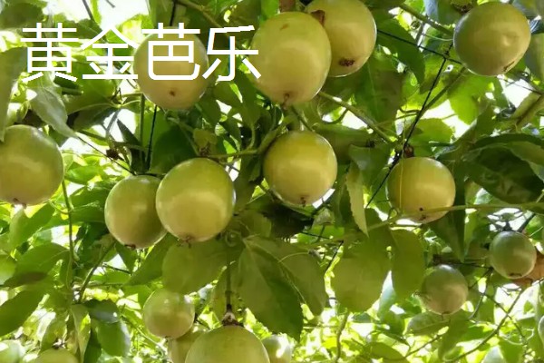 百香果树是不是蜜源植物，可以为蜜蜂提供大量的花蜜和花粉