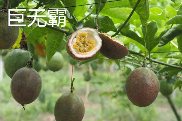 百香果树是不是蜜源植物，可以为蜜蜂提供大量的花蜜和花粉