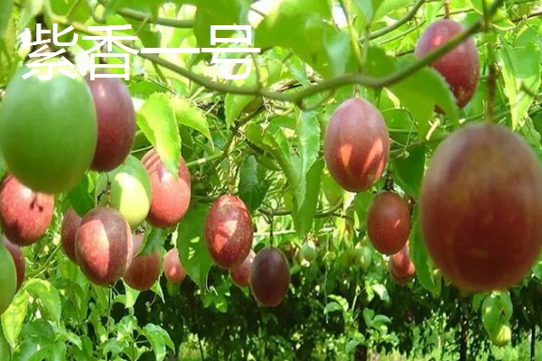 百香果树是不是蜜源植物，可以为蜜蜂提供大量的花蜜和花粉