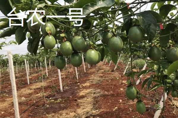 百香果树是不是蜜源植物，可以为蜜蜂提供大量的花蜜和花粉