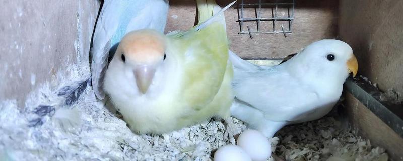 鹦鹉的繁殖条件，增加饮食营养才能提高产蛋率