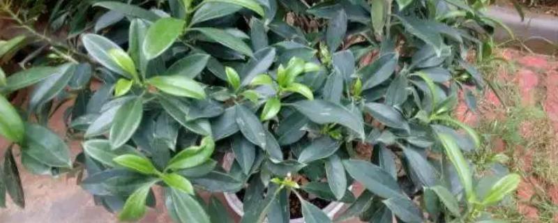 灰莉如何养殖，春秋季放在光线明亮处养护