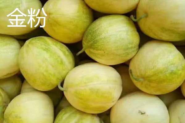 哪些香瓜品质好，推荐香妃、金粉等品种