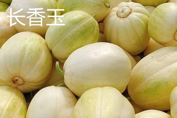 哪些香瓜品质好，推荐香妃、金粉等品种