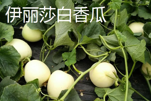 哪些香瓜品质好，推荐香妃、金粉等品种