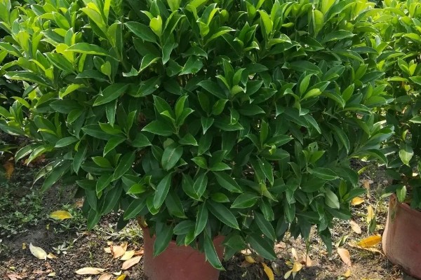 灰莉如何养殖，春秋季放在光线明亮处养护