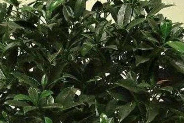 灰莉如何养殖，春秋季放在光线明亮处养护