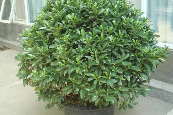 灰莉如何养殖，春秋季放在光线明亮处养护