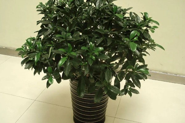 灰莉如何养殖，春秋季放在光线明亮处养护