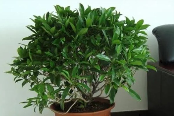 灰莉如何养殖，春秋季放在光线明亮处养护