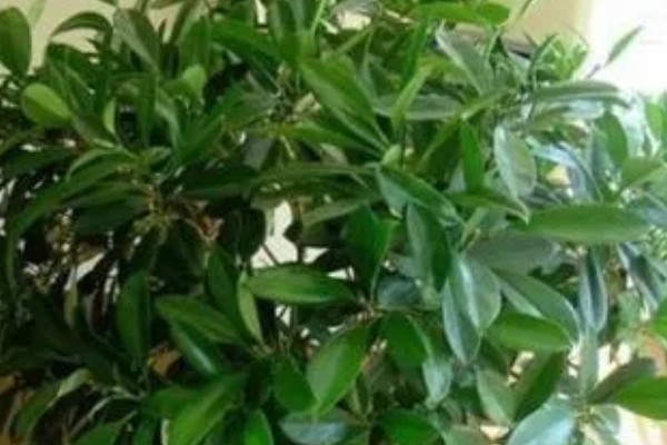 灰莉如何养殖，春秋季放在光线明亮处养护