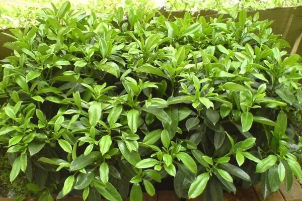 灰莉如何养殖，春秋季放在光线明亮处养护