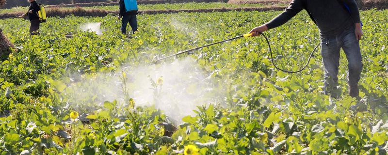 蔬菜杀虫适合用什么药，根据防治对象选择对应药物