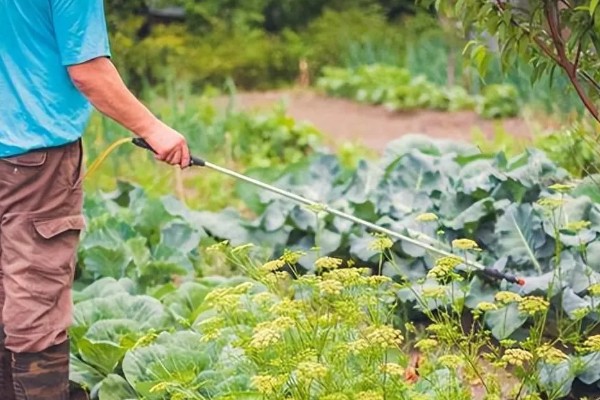 蔬菜杀虫适合用什么药，根据防治对象选择对应药物