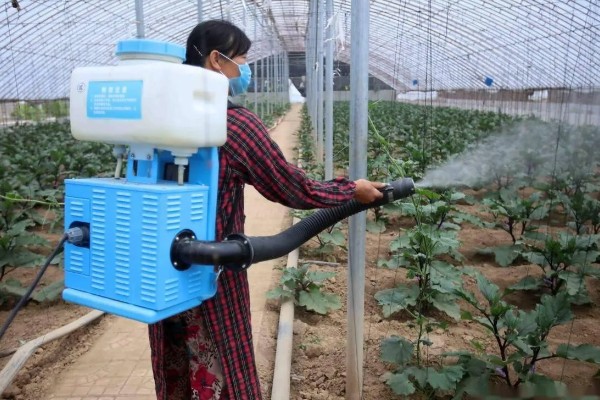 蔬菜杀虫适合用什么药，根据防治对象选择对应药物
