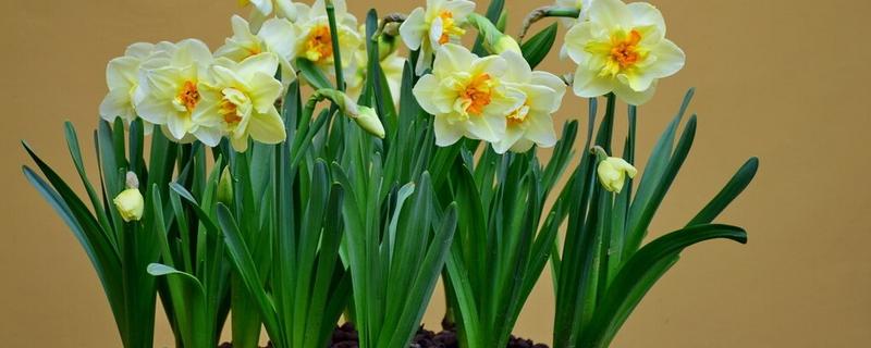 水仙花叶子发黄的原因，可能是土壤不适所致