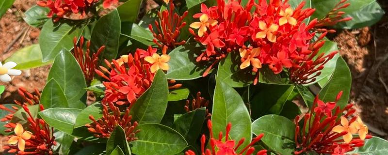 龙船花开花后如何修剪，花期过后需进行全方位修剪