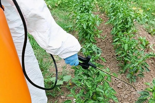 蔬菜杀虫适合用什么药，根据防治对象选择对应药物