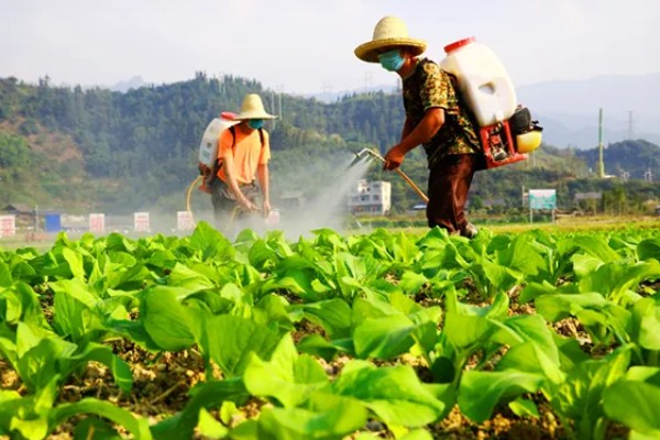 蔬菜杀虫适合用什么药，根据防治对象选择对应药物