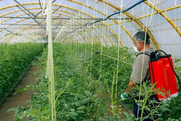 蔬菜杀虫适合用什么药，根据防治对象选择对应药物