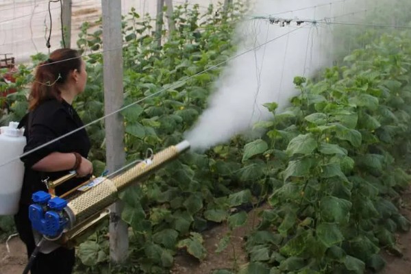 蔬菜杀虫适合用什么药，根据防治对象选择对应药物