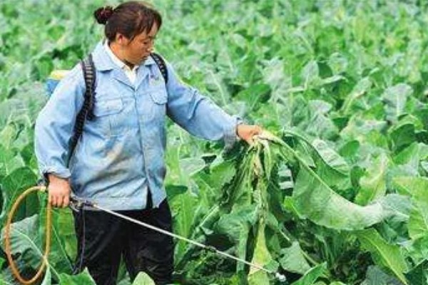 蔬菜杀虫适合用什么药，根据防治对象选择对应药物