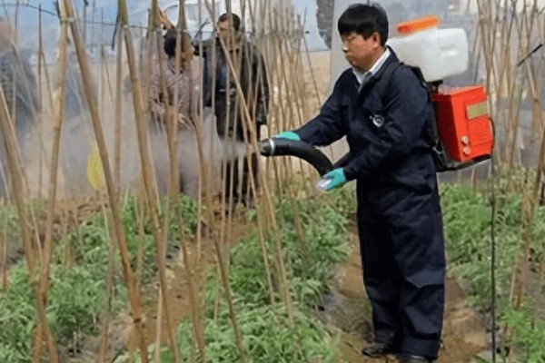 蔬菜杀虫适合用什么药，根据防治对象选择对应药物