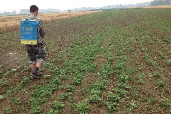 蔬菜杀虫适合用什么药，根据防治对象选择对应药物