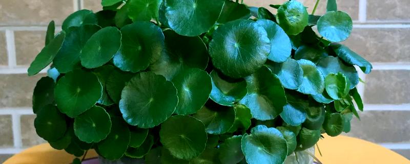 铜钱草有虫子如何处理，要及时剪掉虫叶