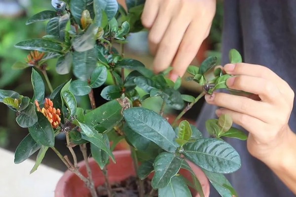 龙船花开花后如何修剪，花期过后需进行全方位修剪