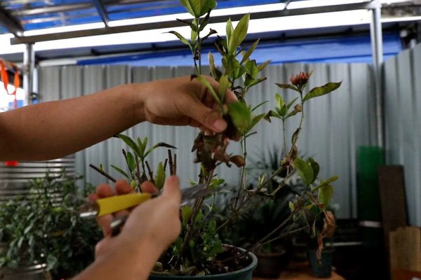 龙船花开花后如何修剪，花期过后需进行全方位修剪