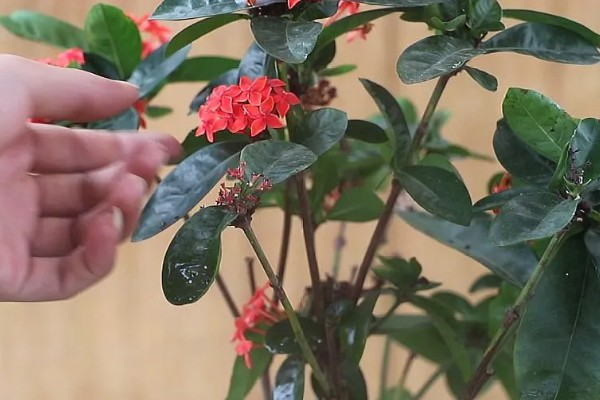 龙船花开花后如何修剪，花期过后需进行全方位修剪