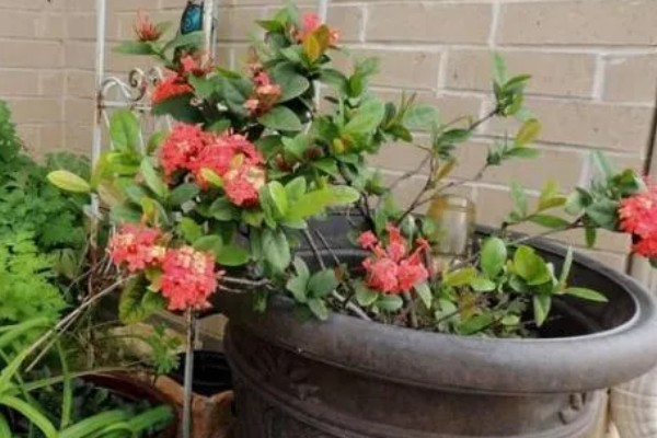 龙船花开花后如何修剪，花期过后需进行全方位修剪