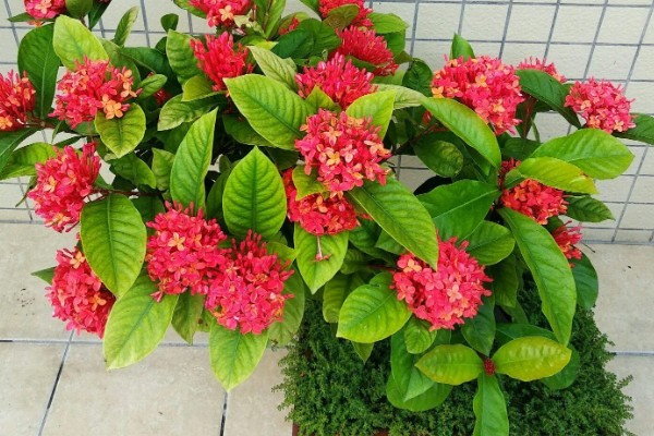 龙船花开花后如何修剪，花期过后需进行全方位修剪