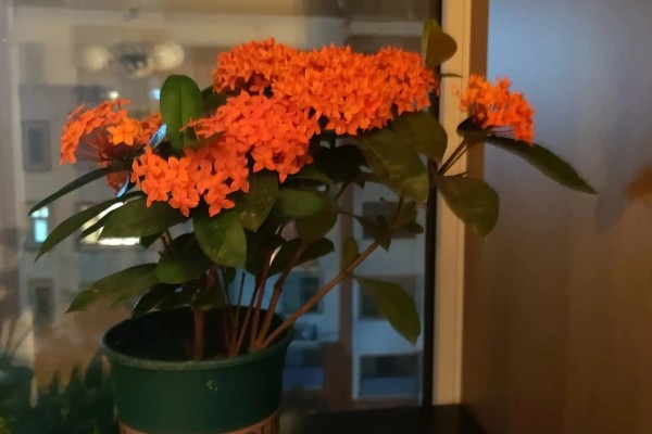 龙船花开花后如何修剪，花期过后需进行全方位修剪